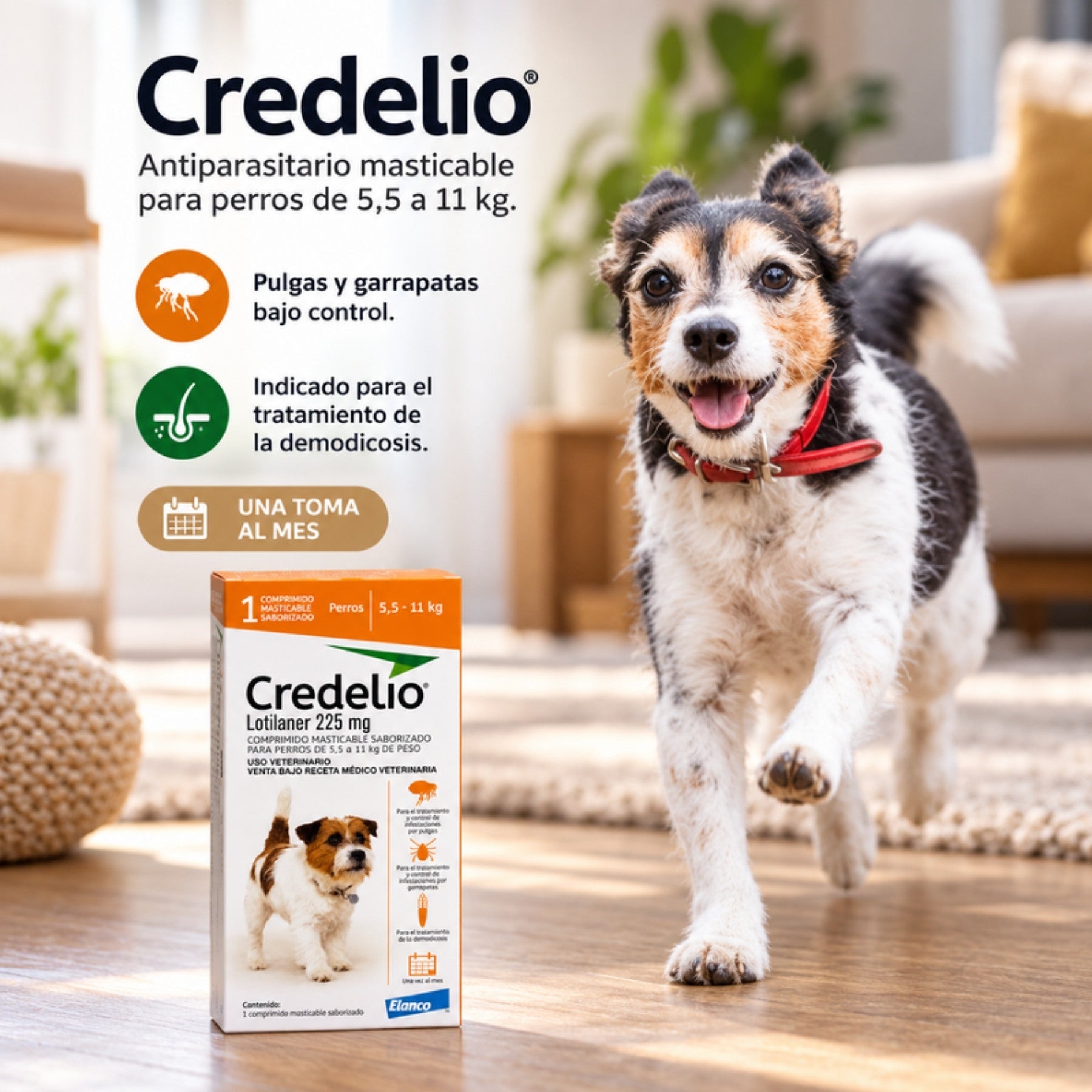 Perro pequeño corriendo junto a la caja de Credelio, antiparasitario masticable mensual contra pulgas y garrapatas