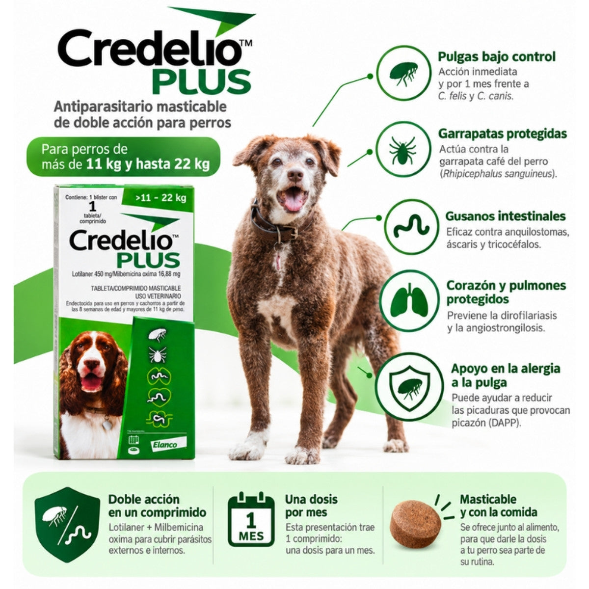 Infografía de Credelio Plus para perros de 11 a 22 kg: doble acción contra pulgas, garrapatas y gusanos intestinales