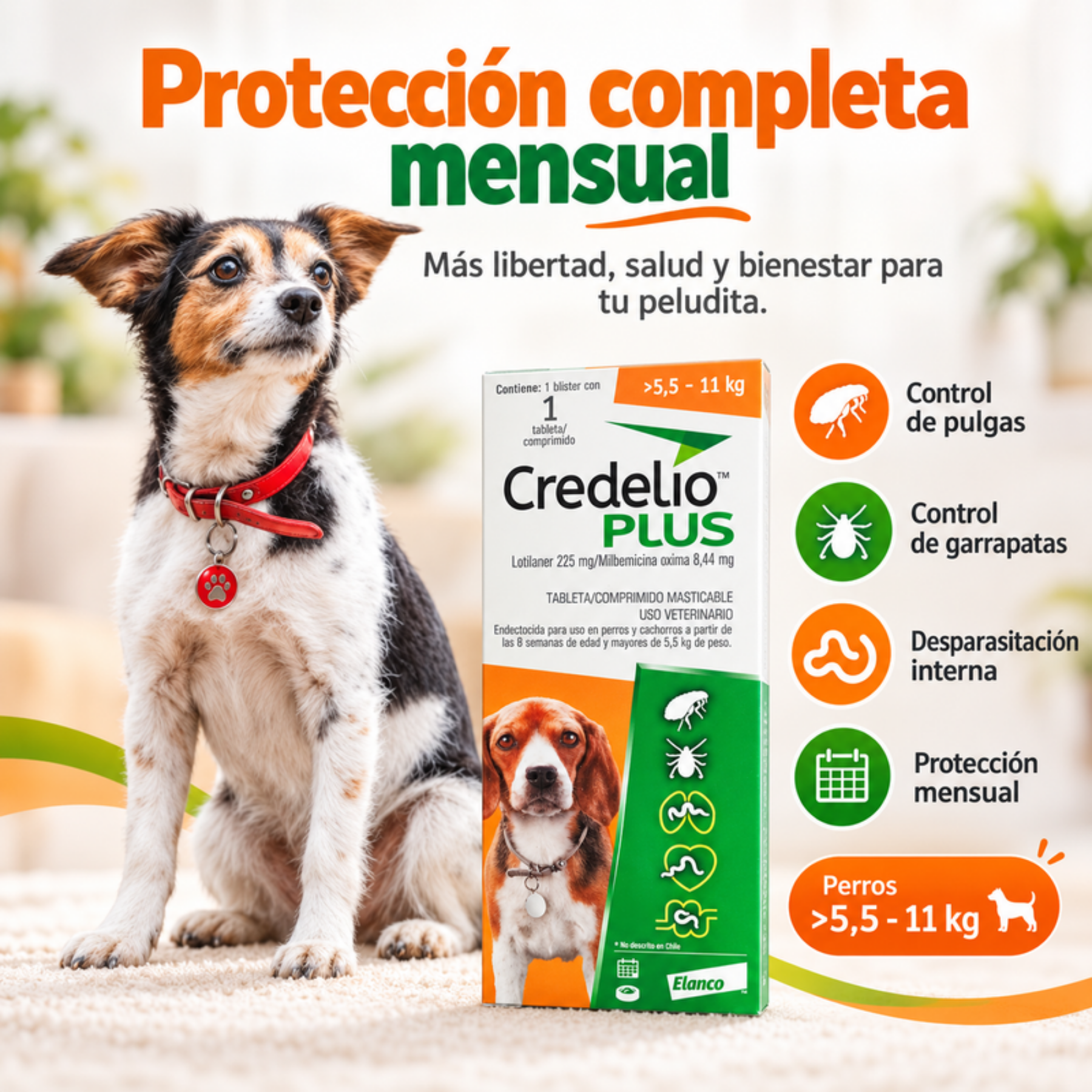 Perro junto a Credelio Plus 5,5 a 11 kg: control de pulgas y garrapatas, desparasitación interna y protección mensual