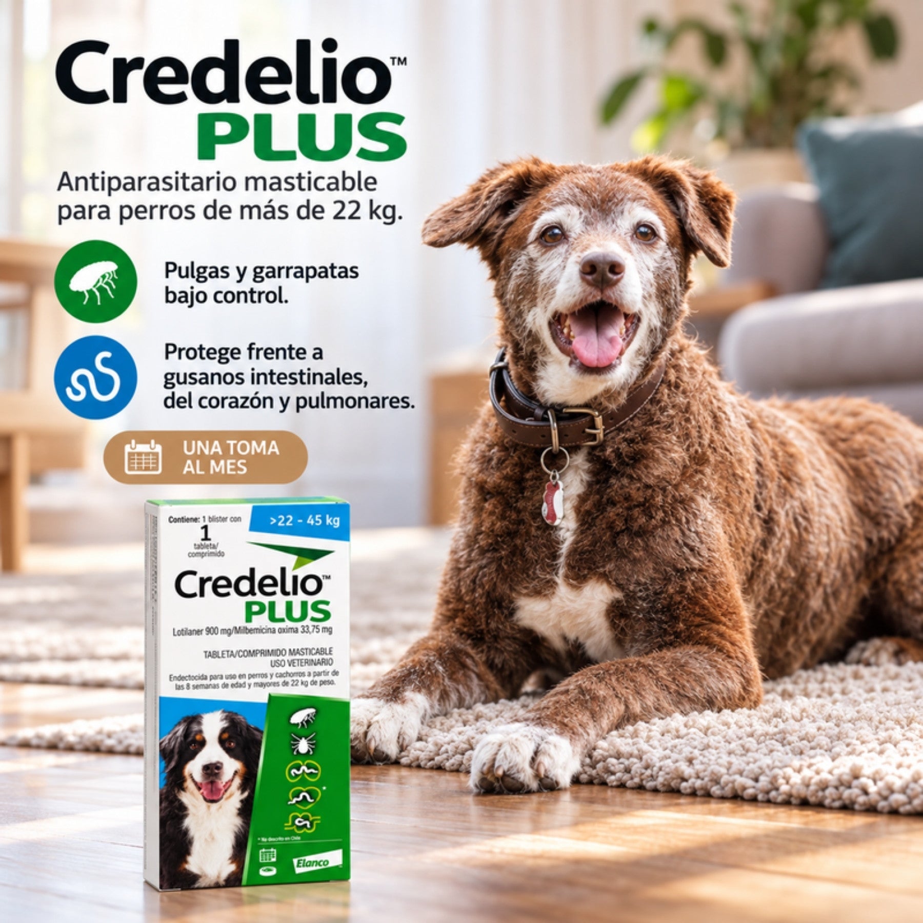Perro grande junto a la caja de Credelio Plus, antiparasitario mensual contra pulgas, garrapatas y gusanos