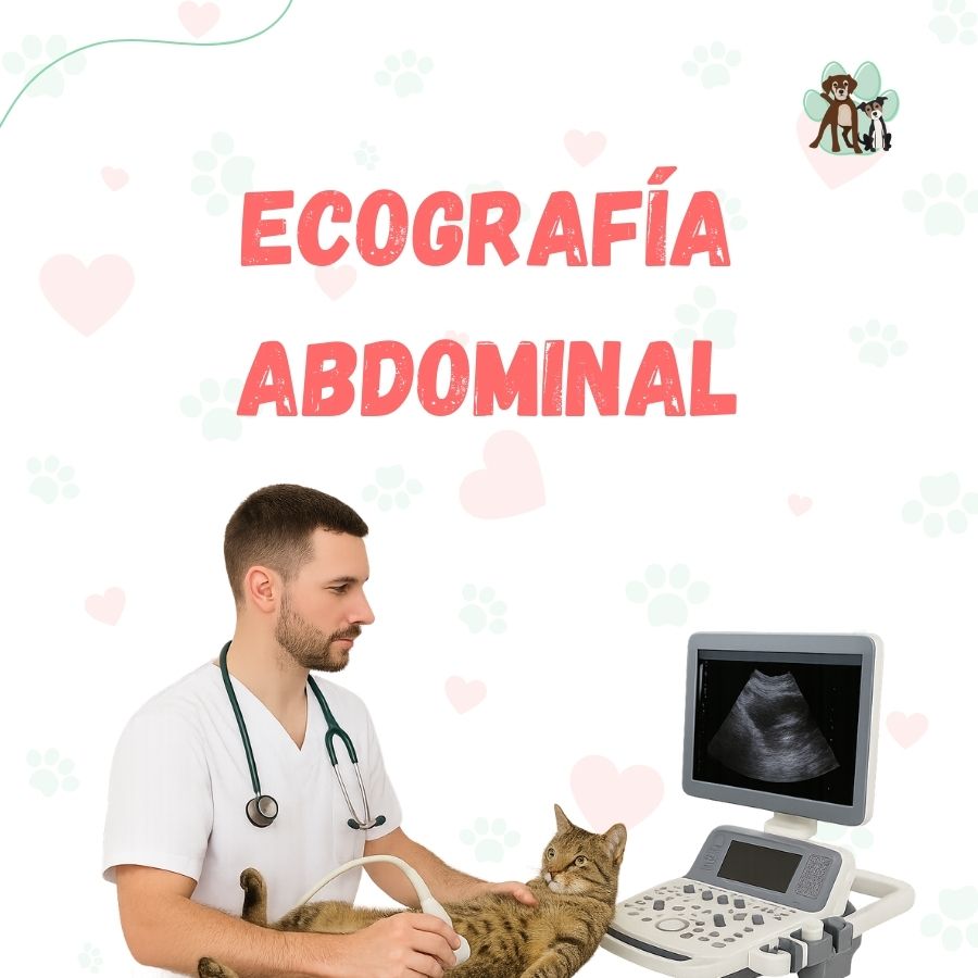 Ecografía Abdominal para perros y gatos en B-Pets. Ambiente petfriendly, resultados en 24 hrs y agendamiento fácil. ¡Cuidamos su bienestar físico y emocional!