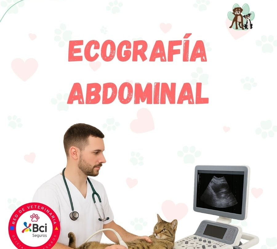 Ecografía Abdominal para perros y gatos en B-Pets. Ambiente petfriendly, resultados en 24 hrs y agendamiento fácil. ¡Cuidamos su bienestar físico y emocional!