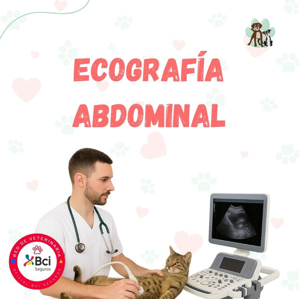 Ecografía Abdominal para perros y gatos en B-Pets. Ambiente petfriendly, resultados en 24 hrs y agendamiento fácil. ¡Cuidamos su bienestar físico y emocional!