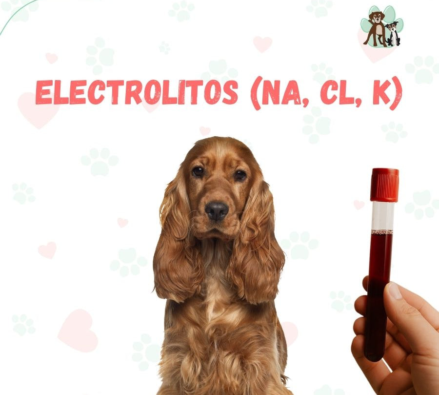Examen de sangre Electrolitos (Na, Cl, K) para perros y gatos en B-Pets. Ambiente petfriendly, resultados en 24 hrs y agendamiento fácil. ¡Cuidamos su bienestar físico y emocional!