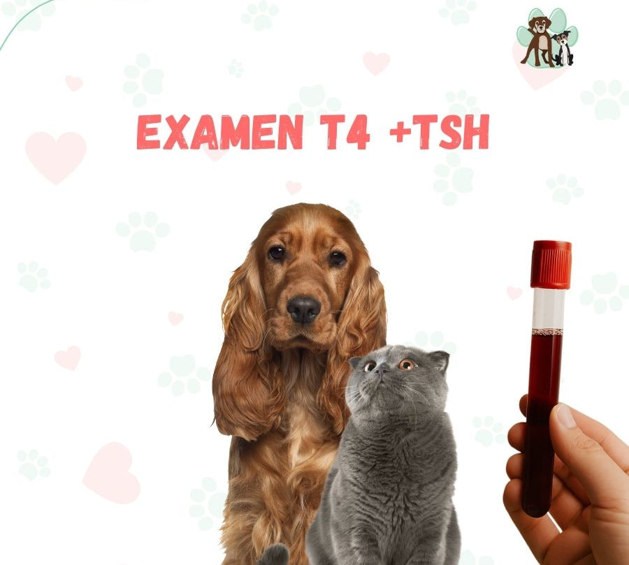 Examen de sangre T4 +TSH para perros y gatos en B-Pets. Ambiente petfriendly, resultados en 24 hrs y agendamiento fácil. ¡Cuidamos su bienestar físico y emocional!