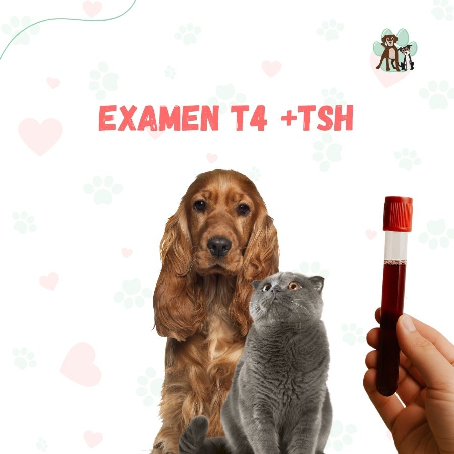 Examen de sangre T4 +TSH para perros y gatos en B-Pets. Ambiente petfriendly, resultados en 24 hrs y agendamiento fácil. ¡Cuidamos su bienestar físico y emocional!