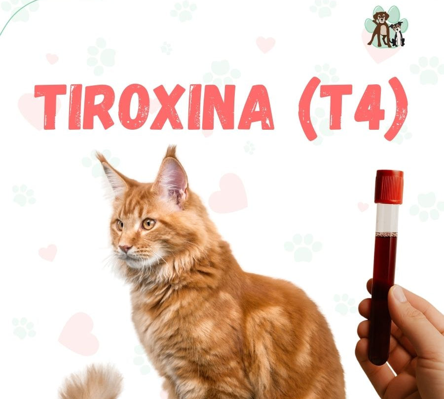 Examen de sangre T4 para perros y gatos en B-Pets. Ambiente petfriendly, resultados en 24 hrs y agendamiento fácil. ¡Cuidamos su bienestar físico y emocional!