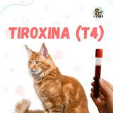 Examen Tiroxina (T4)