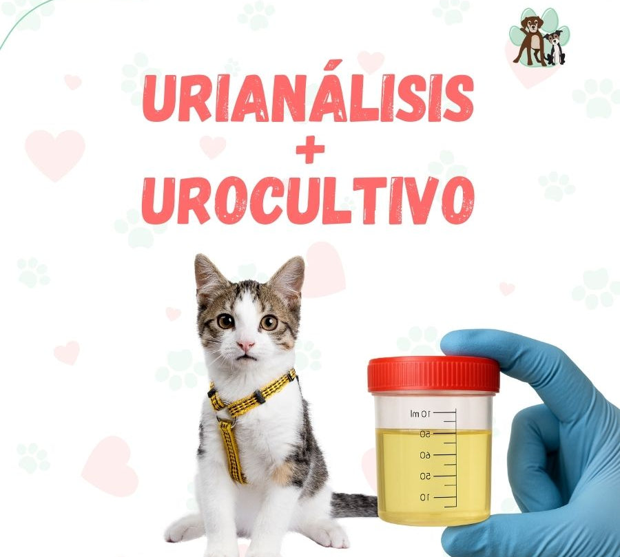 examen-Urianalisis-Urocultivo-perro-gato.jpg