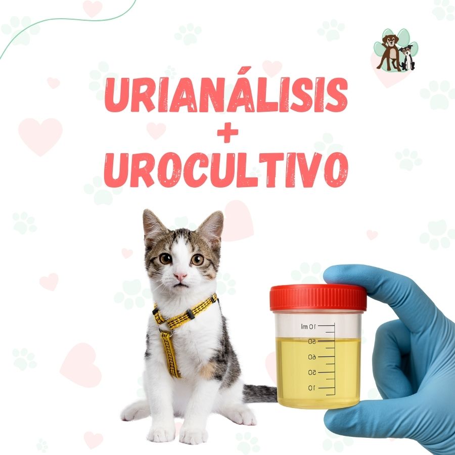 Examen Urianálisis + Urocultivo