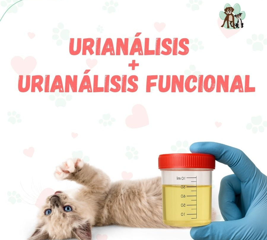 Examen de Urianálisis + Urocultivo para perros y gatos en B-Pets. Ambiente petfriendly, resultados en 24hrs y agendamiento fácil. ¡Cuidamos su bienestar físico y emocional!