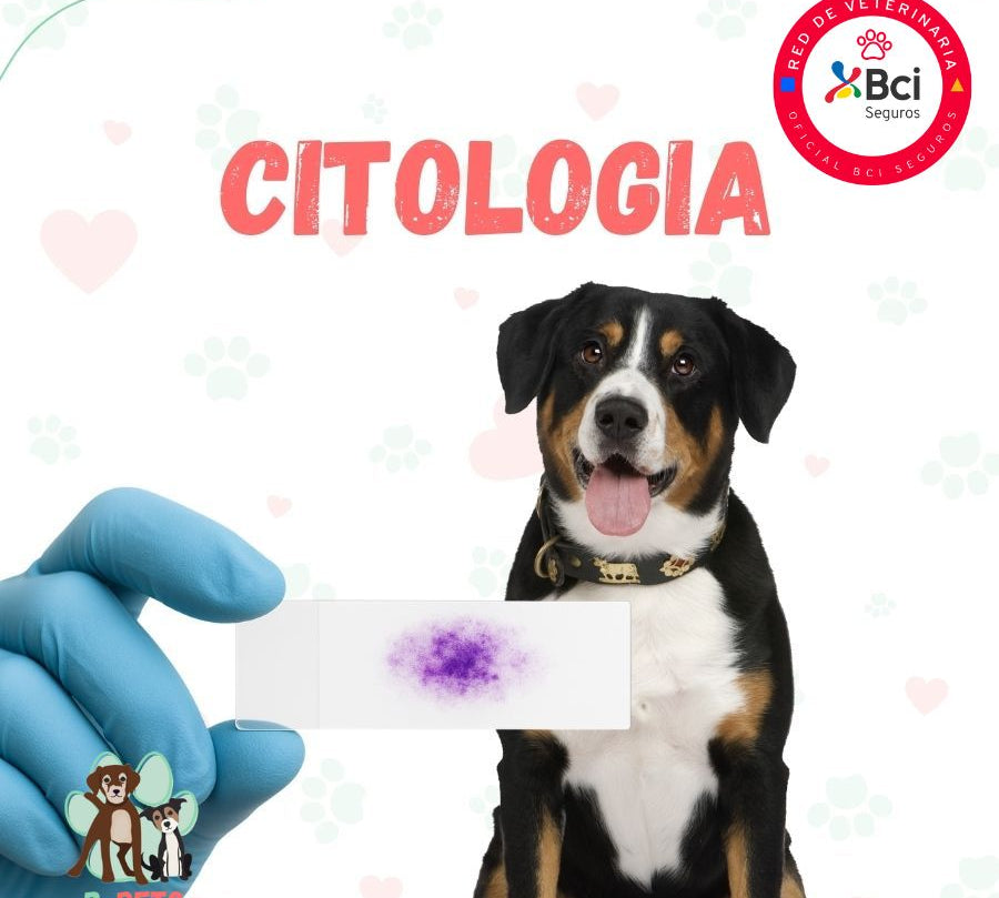 examen-citologia-para-perro-gato.jpg