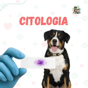 Examen de citologia para perros y gatos en B-Pets. Ambiente petfriendly, resultados en 24 hrs y agendamiento fácil. ¡Cuidamos su bienestar físico y emocional!