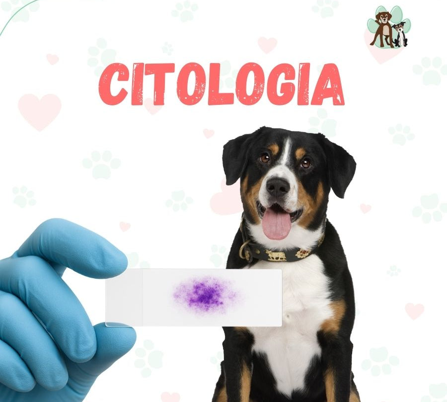 Examen de citologia para perros y gatos en B-Pets. Ambiente petfriendly, resultados en 24 hrs y agendamiento fácil. ¡Cuidamos su bienestar físico y emocional!