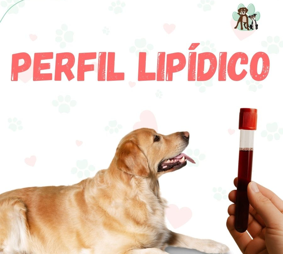 examen-perfil-lipidico-para-perros-gatos.jpg