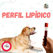 Examen Perfil Lipídico para perros y gatos en B-Pets. Ambiente petfriendly, resultados en 24 hrs y agendamiento fácil. ¡Cuidamos su bienestar físico y emocional!