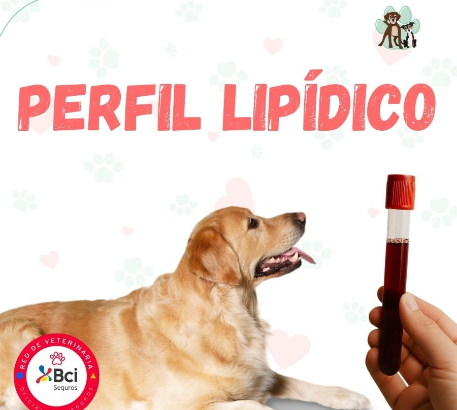 Examen Perfil Lipídico para perros y gatos en B-Pets. Ambiente petfriendly, resultados en 24 hrs y agendamiento fácil. ¡Cuidamos su bienestar físico y emocional!