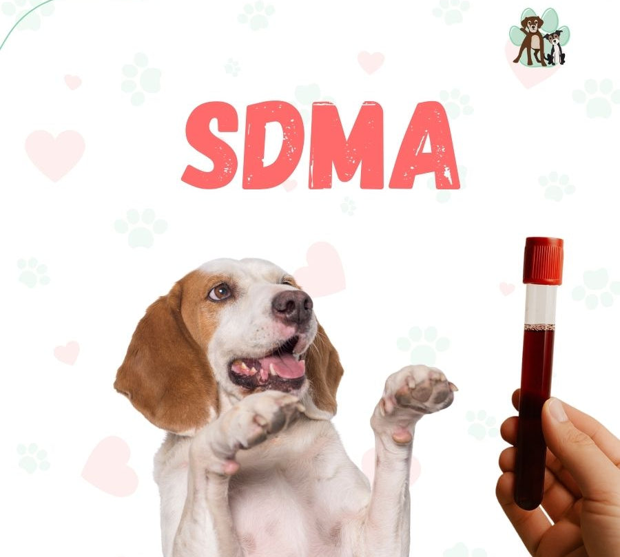 Examen SDMA para perros y gatos en B-Pets. Ambiente petfriendly, resultados en 24 hrs y agendamiento fácil. ¡Cuidamos su bienestar físico y emocional!