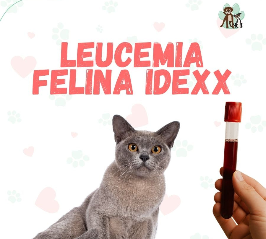 Examen Leucemia Felina IDEXX en B-Pets. Ambiente petfriendly, resultados en 24 hrs y agendamiento fácil. ¡Cuidamos su bienestar físico y emocional!
