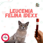 Examen Leucemia Felina IDEXX en B-Pets. Ambiente petfriendly, resultados en 24 hrs y agendamiento fácil. ¡Cuidamos su bienestar físico y emocional!