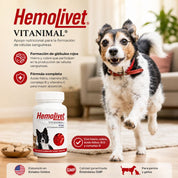 Infografía de Hemolivet Vitanimal con perro: hierro, cobre, ácido fólico y B12 para la formación de glóbulos rojos