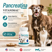 Infografía de Pancreatina Vitanimal con perro y gato: apoyo digestivo enzimático y 400 mg de enzimas por comprimido