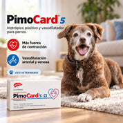 Perro senior junto a la caja de Pimocard 5 mg, inotrópico positivo y vasodilatador de uso veterinario