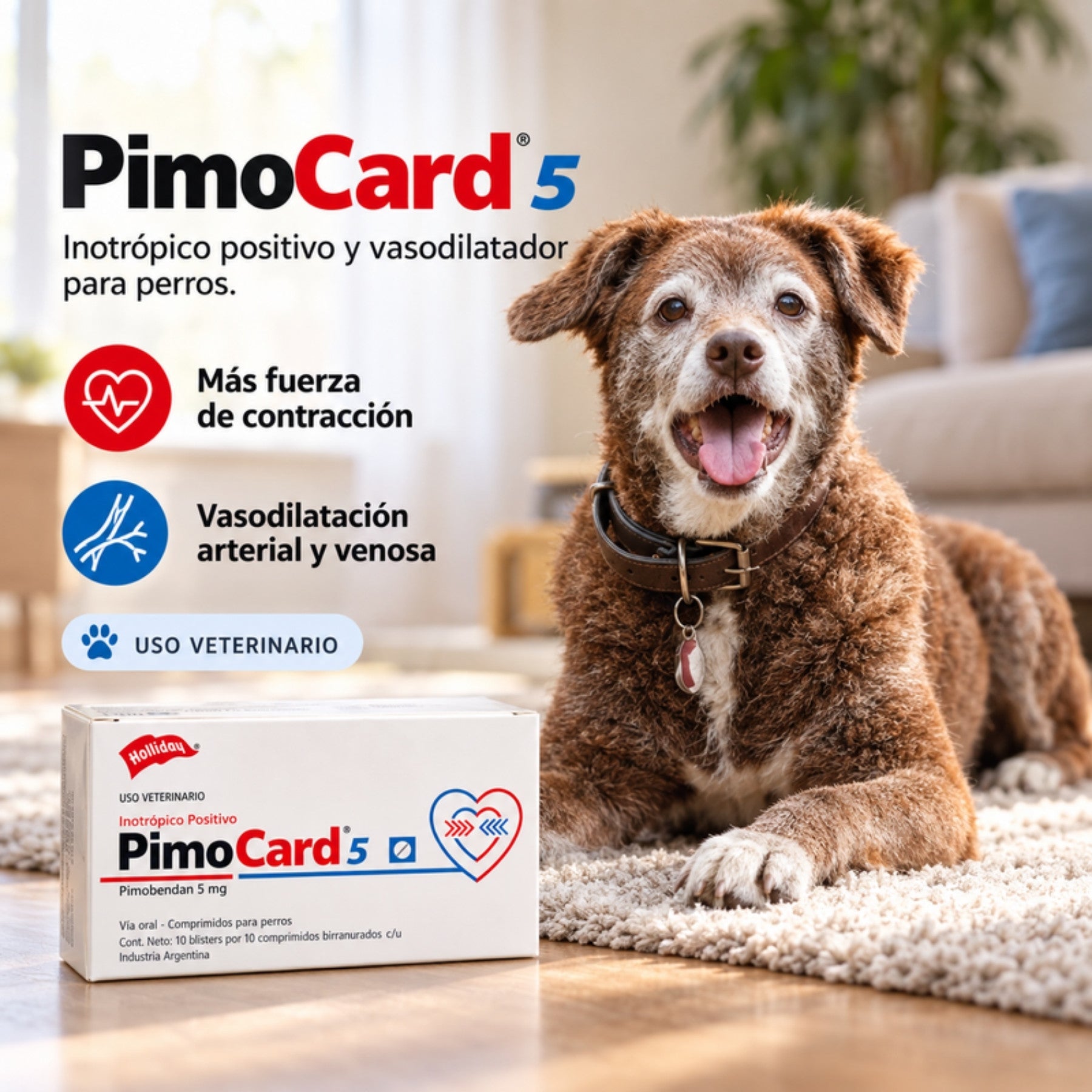 Perro senior junto a la caja de Pimocard 5 mg, inotrópico positivo y vasodilatador de uso veterinario