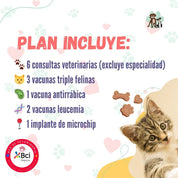 Contrata el mejor plan anual de salud para gatitos en Santiago. Consultas veterinarias y vacunas. Cuida a tu mascota con B-Pets.
