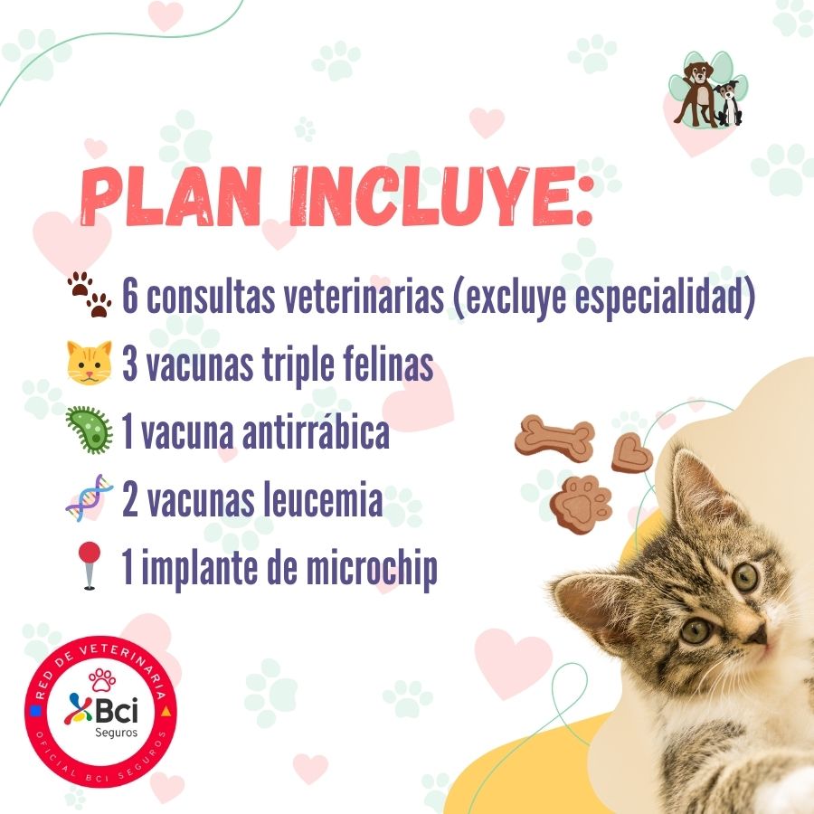 Contrata el mejor plan anual de salud para gatitos en Santiago. Consultas veterinarias y vacunas. Cuida a tu mascota con B-Pets.