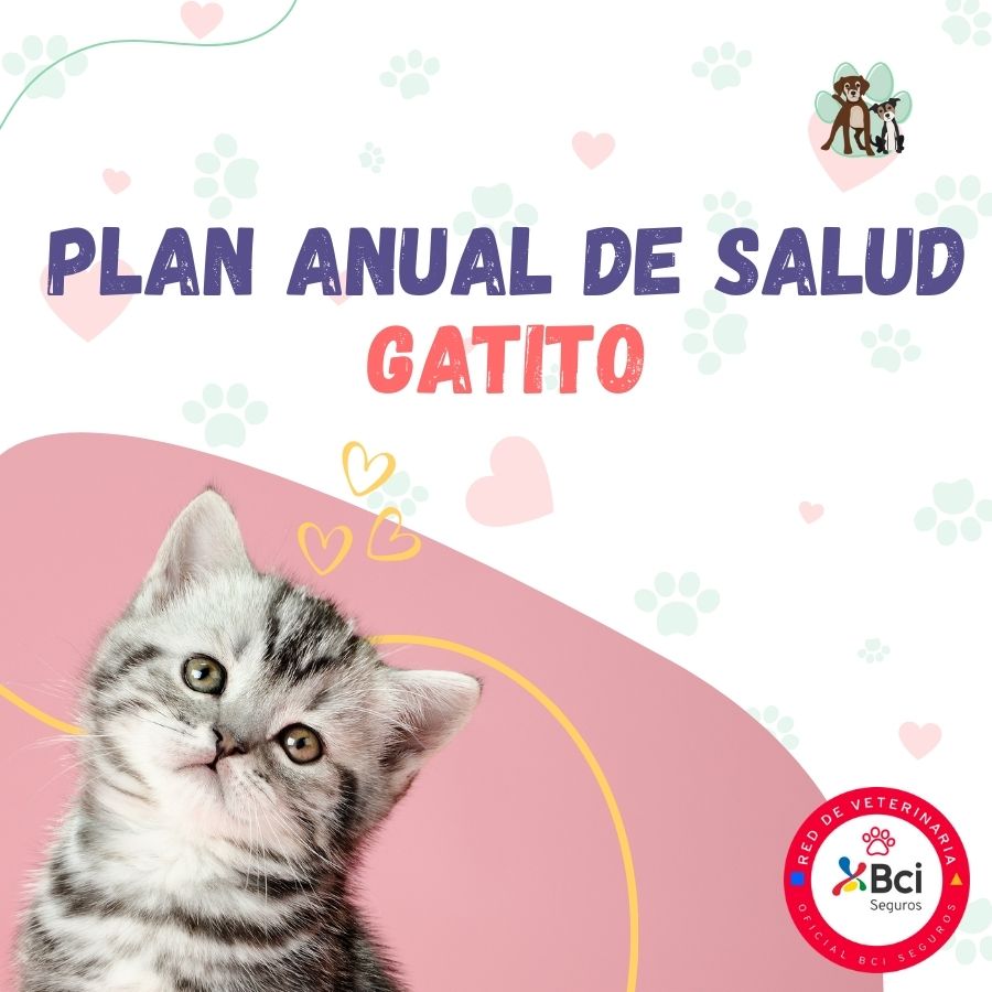 Contrata el mejor plan anual de salud para gatitos en Santiago. Consultas veterinarias y vacunas. Cuida a tu mascota con B-Pets.