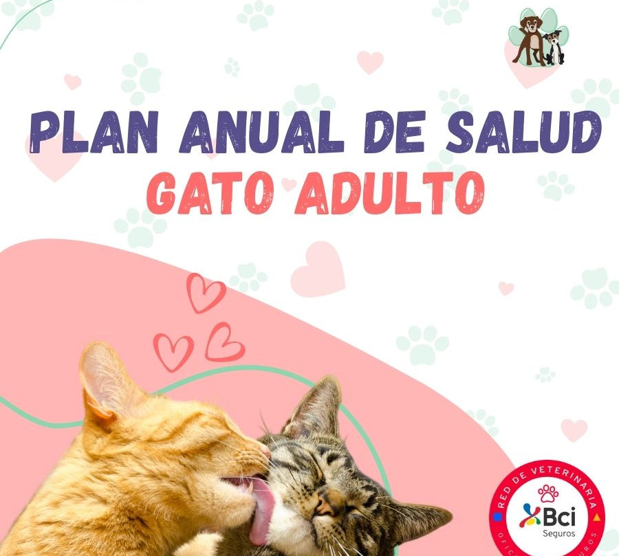 Contrata el mejor plan anual de salud para gatos adultos en Santiago. Consultas veterinarias y vacunas. Cuida a tu mascota con B-Pets.