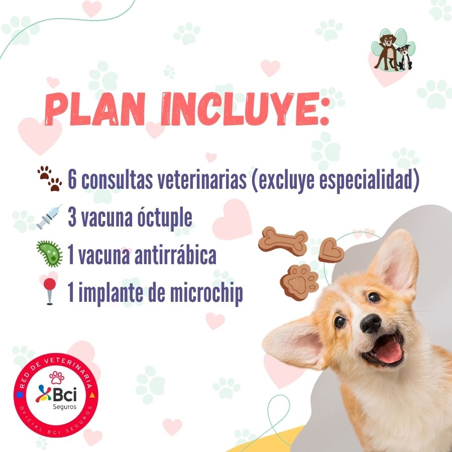 Contrata el mejor plan anual de salud para perros cachorros en Santiago. Consultas veterinarias, vacunas y desparasitación incluidas. Cuida a tu mascota con B-Pets.