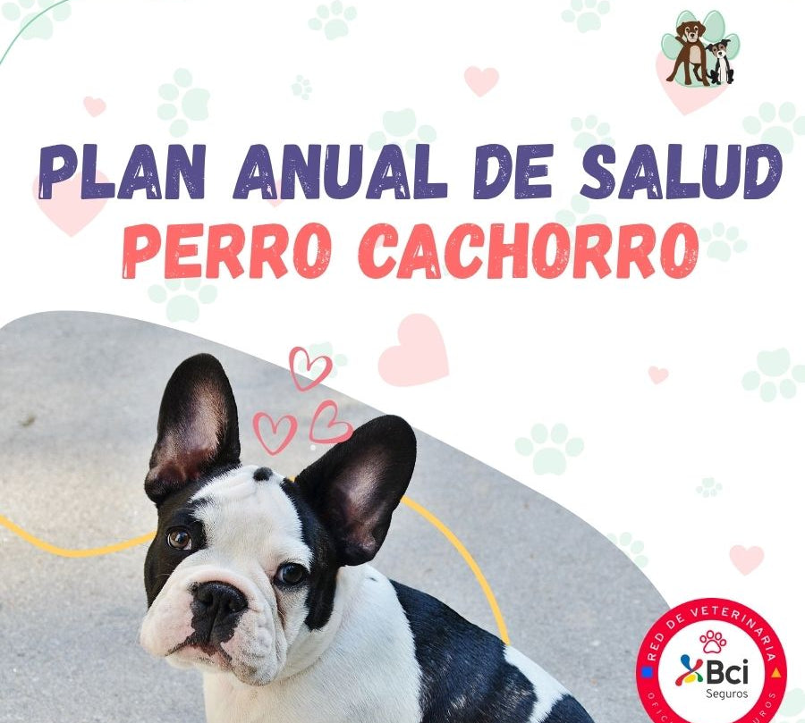 Contrata el mejor plan anual de salud para perros cachorros en Santiago. Consultas veterinarias, vacunas y desparasitación incluidas. Cuida a tu mascota con B-Pets.