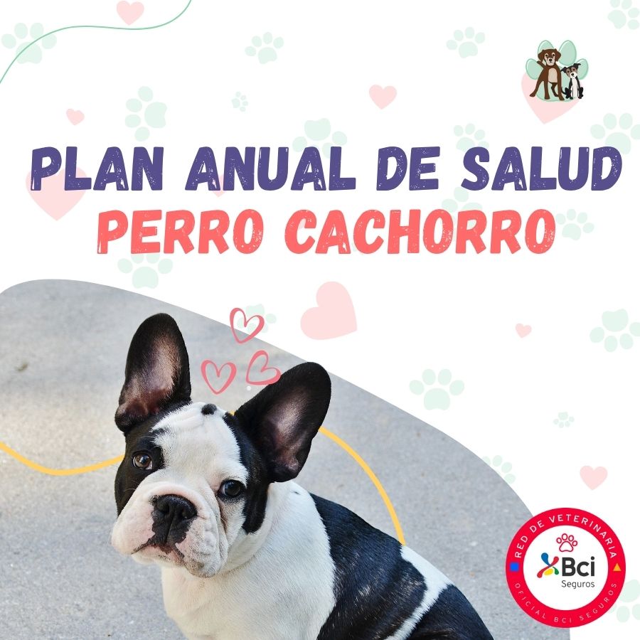 Contrata el mejor plan anual de salud para perros cachorros en Santiago. Consultas veterinarias, vacunas y desparasitación incluidas. Cuida a tu mascota con B-Pets.
