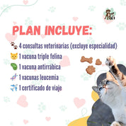 Contrata el mejor plan anual de salud para gatos adultos en Santiago 🐱. Consultas veterinarias y vacunas. Cuida a tu mascota con B-Pets.