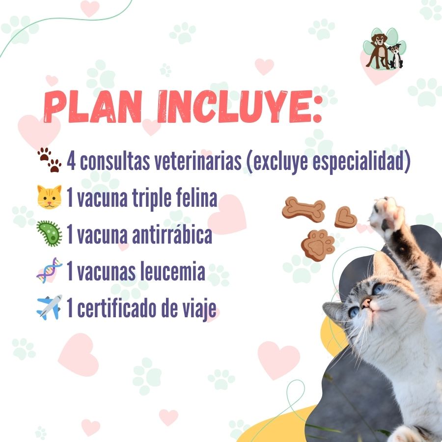 Contrata el mejor plan anual de salud para gatos adultos en Santiago 🐱. Consultas veterinarias y vacunas. Cuida a tu mascota con B-Pets.