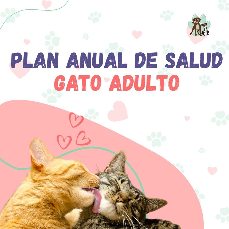 Contrata el mejor plan anual de salud para gatos adultos en Santiago 🐱. Consultas veterinarias y vacunas. Cuida a tu mascota con B-Pets.
