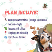 Contrata el mejor plan anual de salud para perros adultos en Santiago 🐶. Consultas veterinarias, vacunas y desparasitación incluidas. Cuida a tu mascota con B-Pets.
