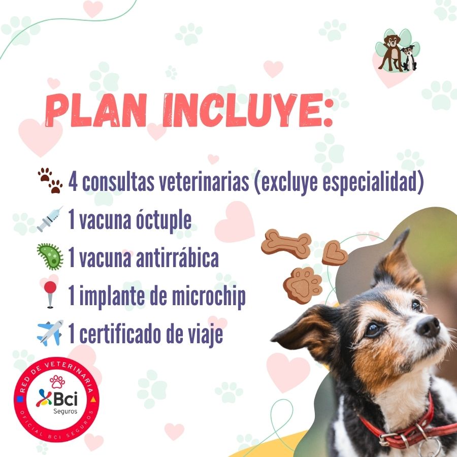 Contrata el mejor plan anual de salud para perros adultos en Santiago. Consultas veterinarias, vacunas y desparasitación incluidas. Cuida a tu mascota con B-Pets.