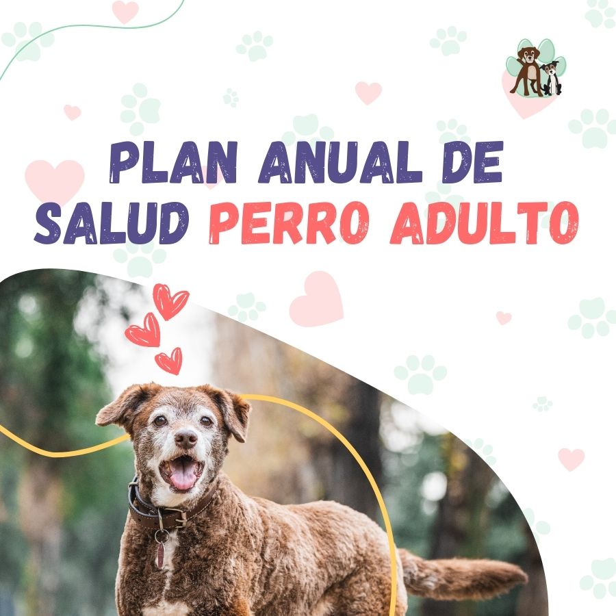 Contrata el mejor plan anual de salud para perros adultos en Santiago 🐶. Consultas veterinarias, vacunas y desparasitación incluidas. Cuida a tu mascota con B-Pets.