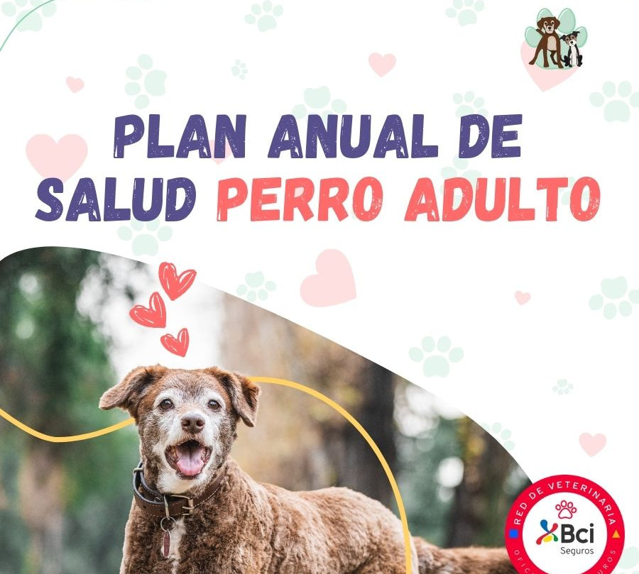 Contrata el mejor plan anual de salud para perros adultos en Santiago. Consultas veterinarias, vacunas y desparasitación incluidas. Cuida a tu mascota con B-Pets.