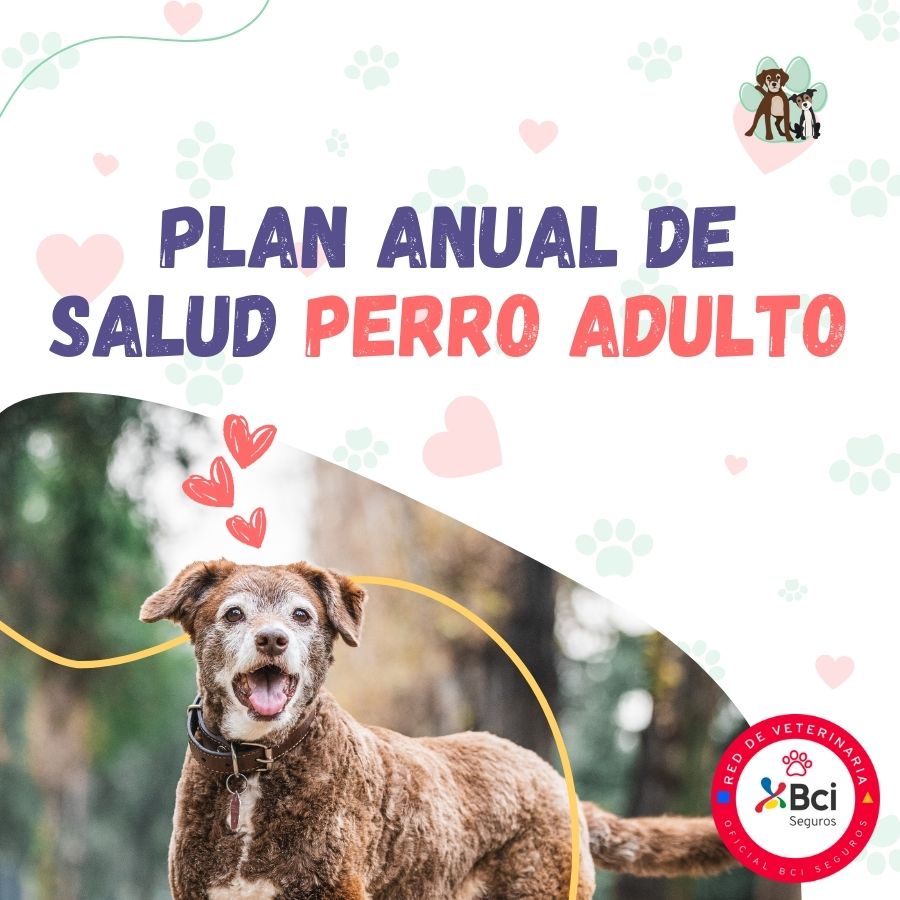 Contrata el mejor plan anual de salud para perros adultos en Santiago. Consultas veterinarias, vacunas y desparasitación incluidas. Cuida a tu mascota con B-Pets.