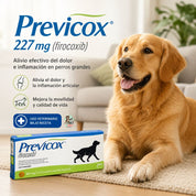 Infografía de Previcox 227 mg 10 comprimidos para perros grandes: alivio del dolor articular y alta selectividad COX-2
