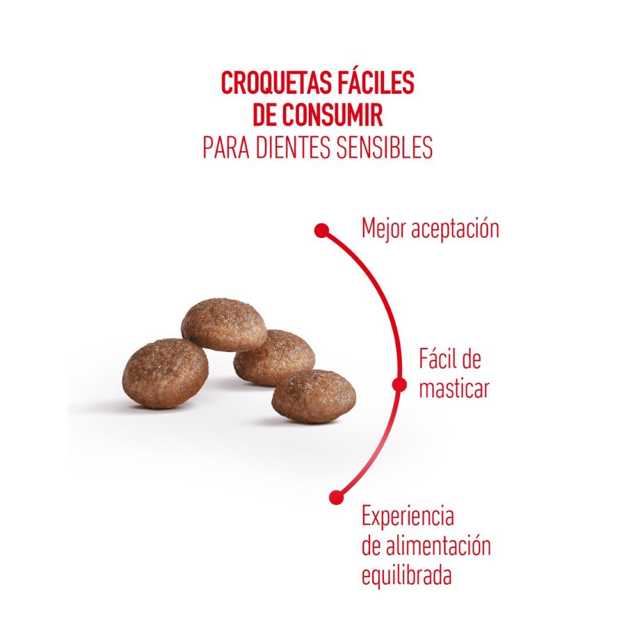 Croquetas de Royal Canin Ageing 11+ fáciles de consumir para gatos senior con dientes sensibles