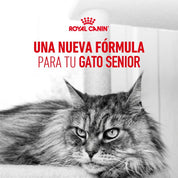 Gato senior de pelo largo descansando junto a un rascador, en fotografía en blanco y negro