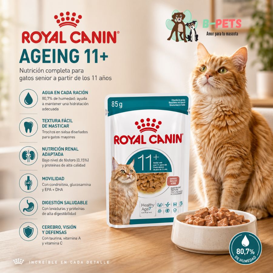 Gato naranja senior junto al sobre de Royal Canin Ageing 11+ de 85 g y un plato con trocitos en salsa