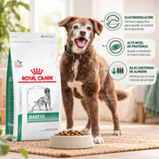 Perro senior café junto al saco Royal Canin Diabetic y un plato, con íconos de glucomodulación, proteína y almidón