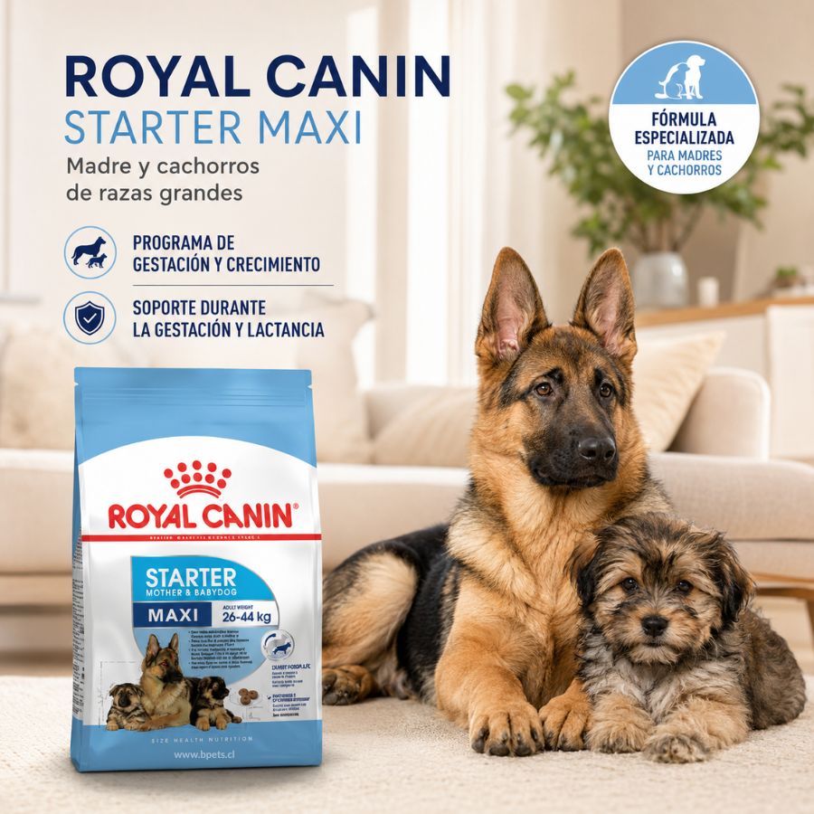Perra de raza grande junto a su cachorro en el living, con la bolsa de Royal Canin Maxi Starter Maxi