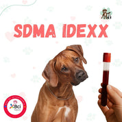 Examen SDMA IDEXX para perros y gatos en B-Pets. Ambiente petfriendly, resultados en 48 hrs y agendamiento fácil. ¡Cuidamos su bienestar físico y emocional!